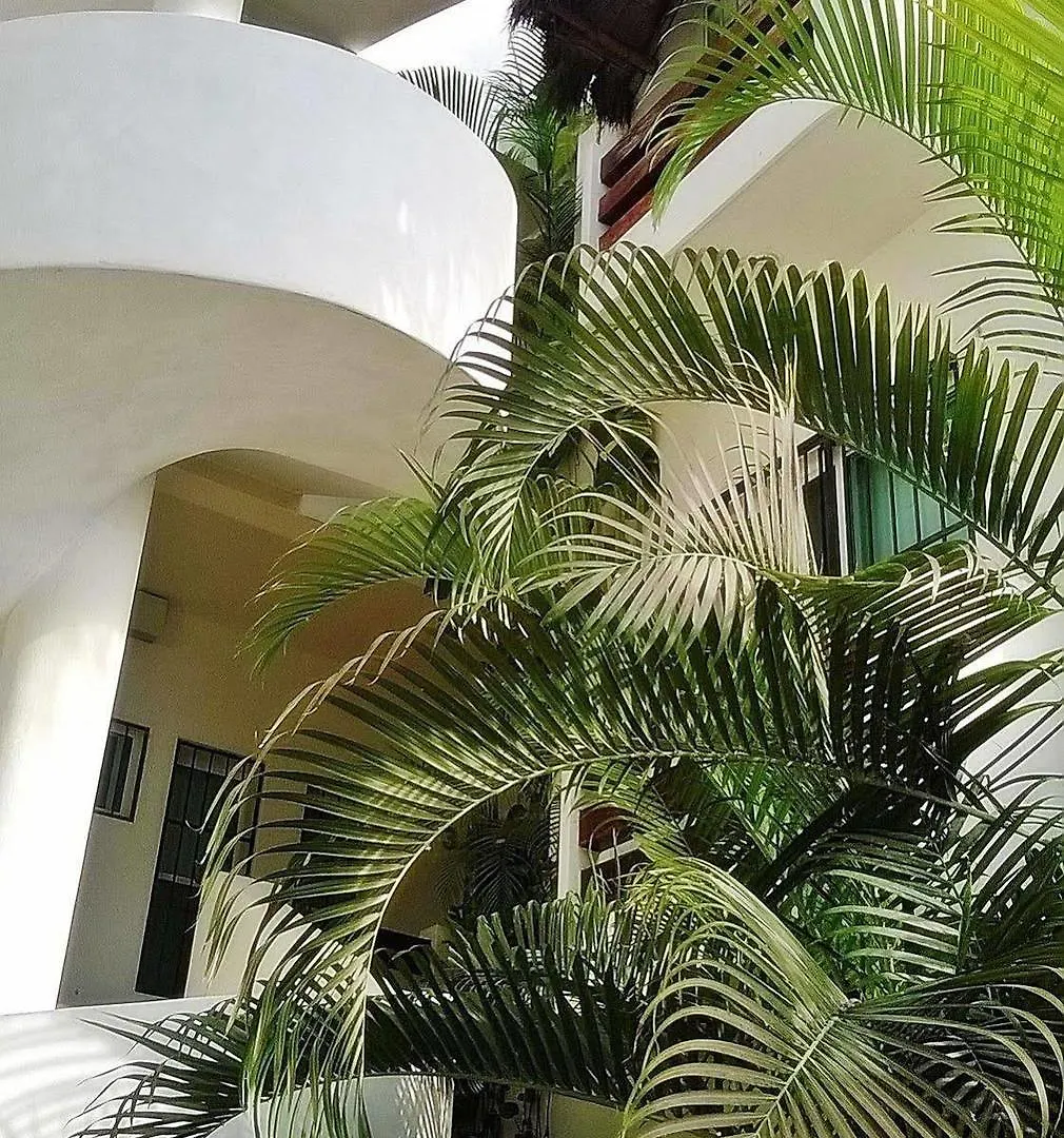 B&B Adelina Playa del Carmen 3*,